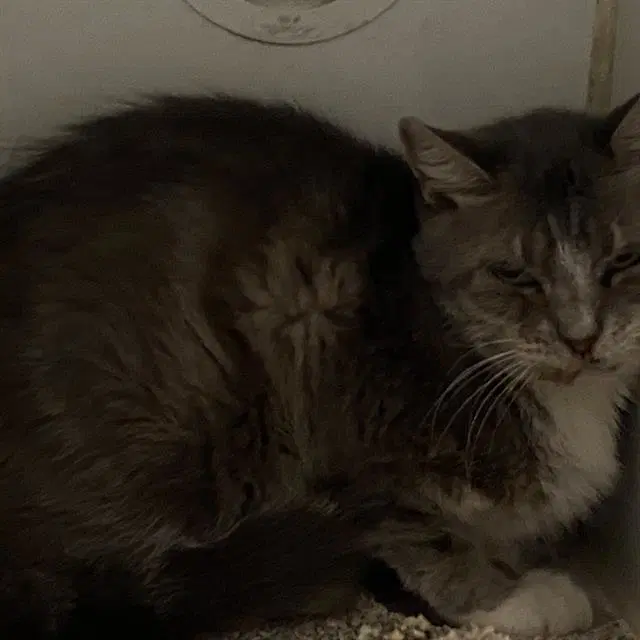 Unknown - Domestic Short Hair