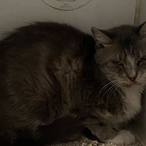 picture of the cat needing adoption