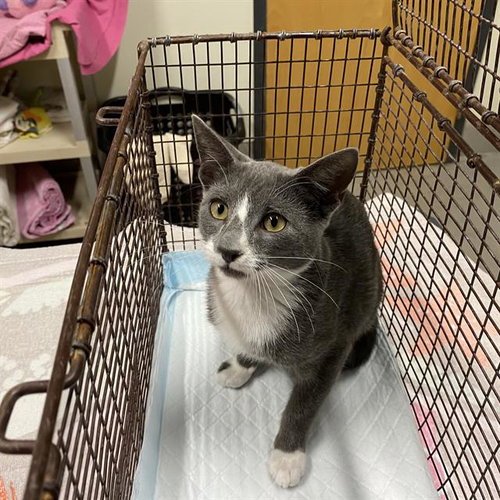 picture of the cat needing adoption