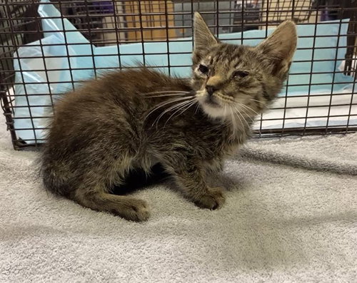 picture of the cat needing adoption