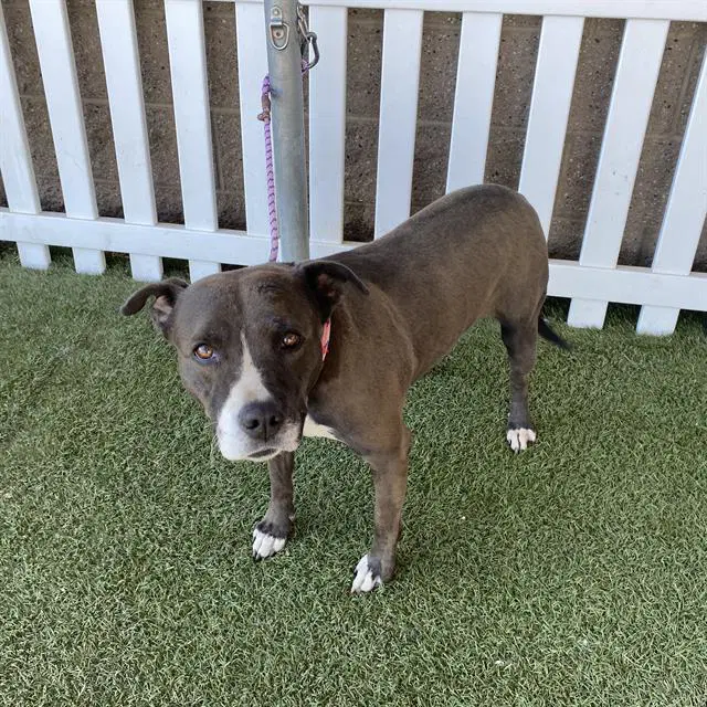 Princess - Pit Bull Terrier