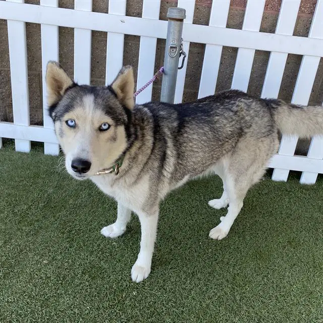 Unknown - Siberian Husky