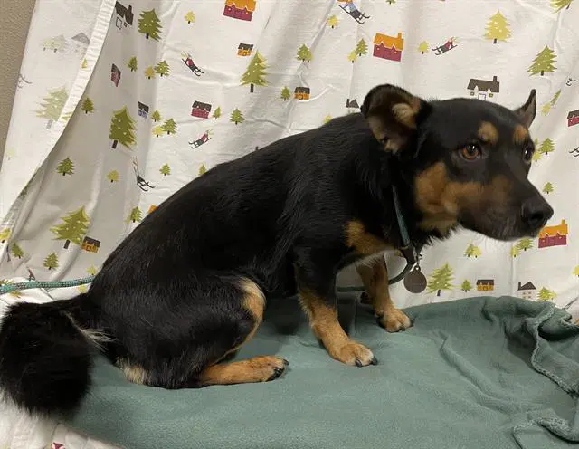 Unknown - Cardigan Welsh Corgi