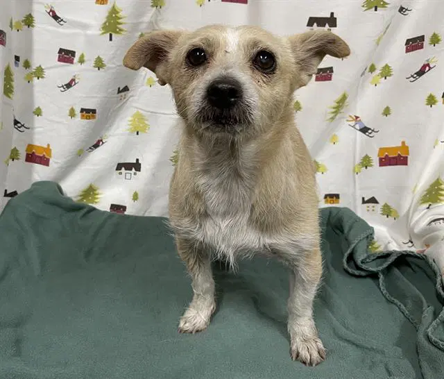 Unknown - Jack Russell Terrier (Parson Russell Terrier)