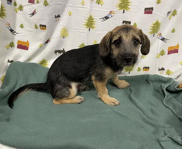 Unknown - Dachshund