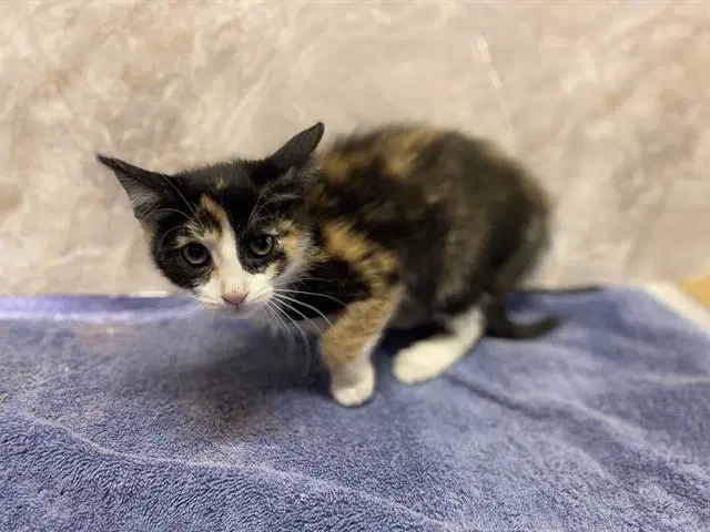 Elvira - Domestic Short Hair