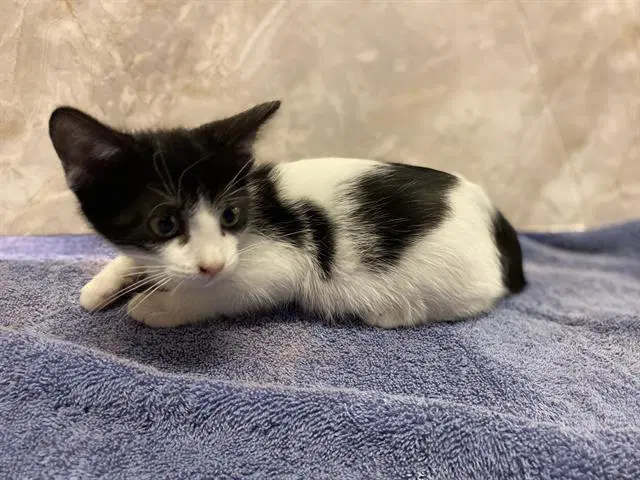 Ori - Domestic Short Hair