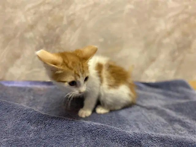 Romeo - Domestic Short Hair