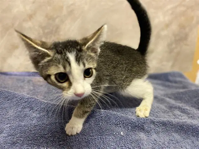 Cricket - Domestic Medium Hair