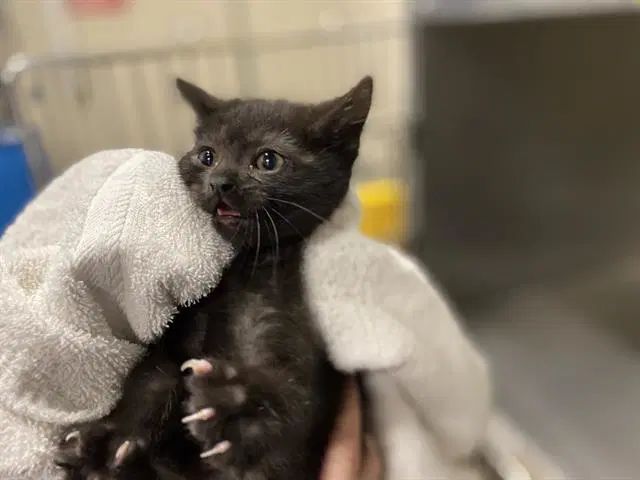 Bella - Domestic Short Hair