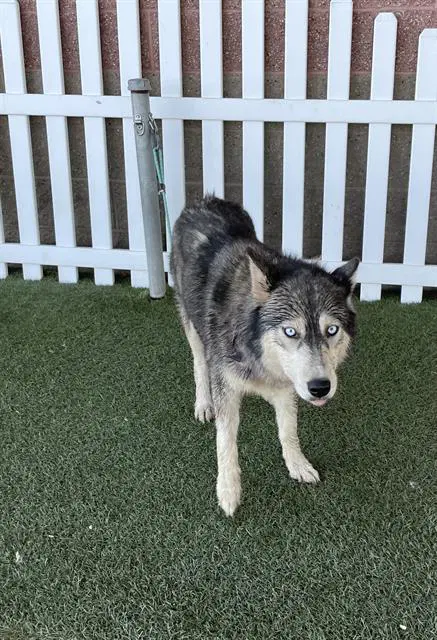 Unknown - Siberian Husky