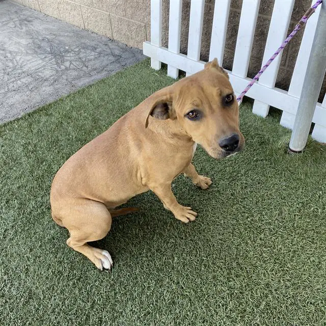 Unknown - Pit Bull Terrier