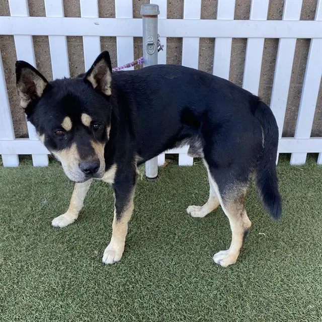 Unknown - German Shepherd Dog