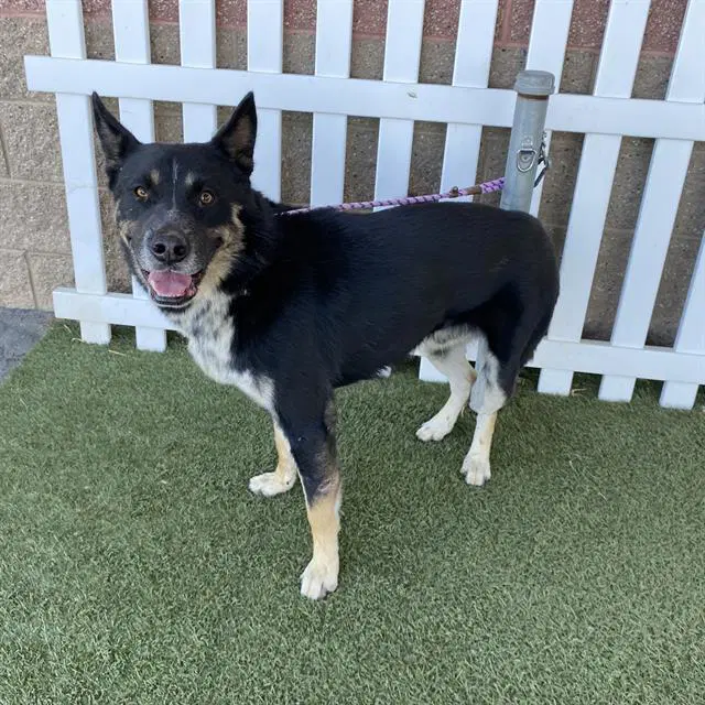 Unknown - German Shepherd Dog