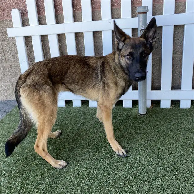 Unknown - Belgian Shepherd Malinois