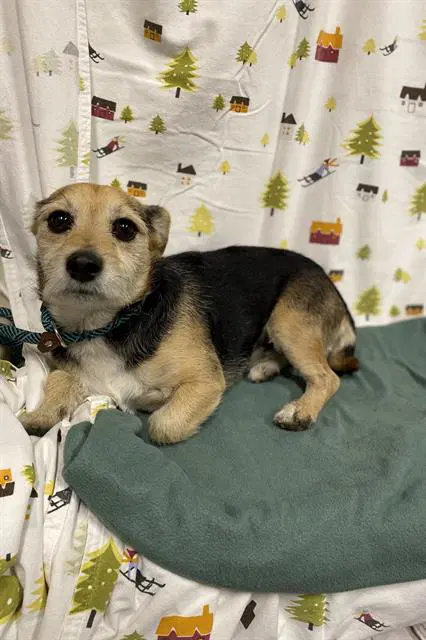 Unknown - Border Terrier