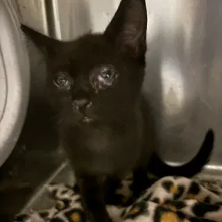 Unknown - Domestic Short Hair
