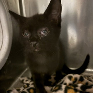 A614340, a cat for adoption from Stanislaus County Animal Services