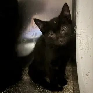 Unknown - Domestic Short Hair