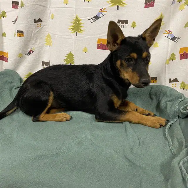 Unknown - Rat Terrier