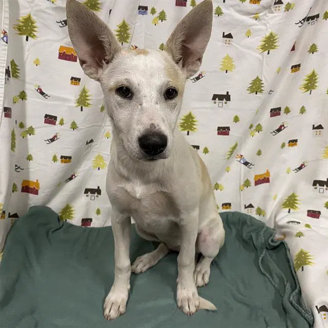 Unknown - Carolina Dog