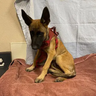 Odin - Belgian Shepherd Malinois