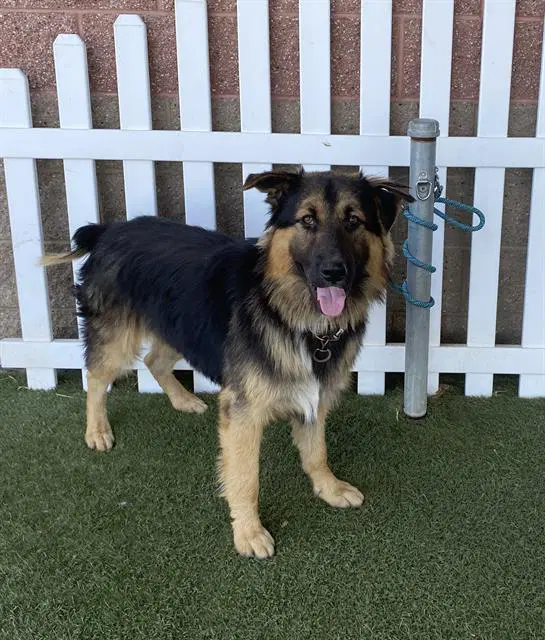 Unknown - German Shepherd Dog