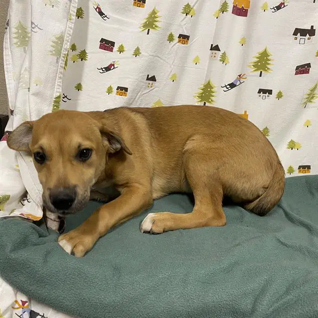 Cade - Labrador Retriever