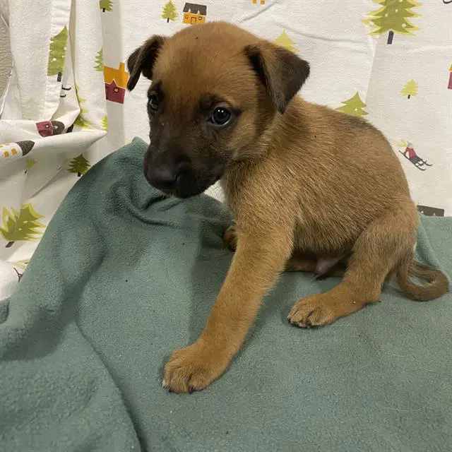 Unknown - German Shepherd Dog