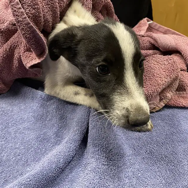 Froggy - Border Collie