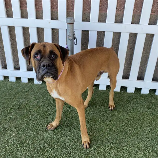 Lucky - Boxer