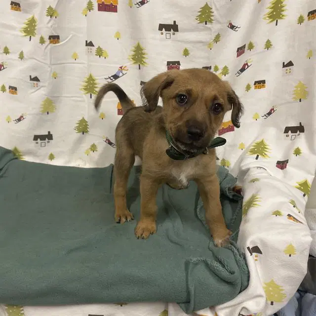Unknown - Border Terrier