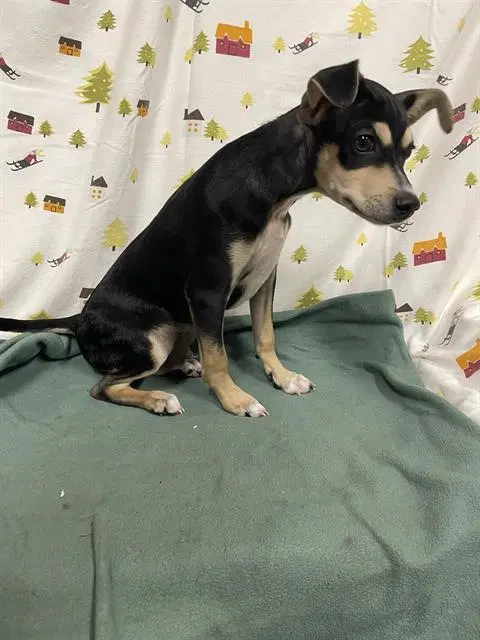 Kenny - Jack Russell Terrier (Parson Russell Terrier)