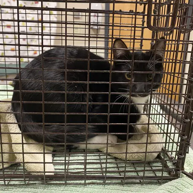 Unknown - Domestic Short Hair