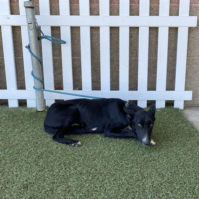 Unknown - Border Collie