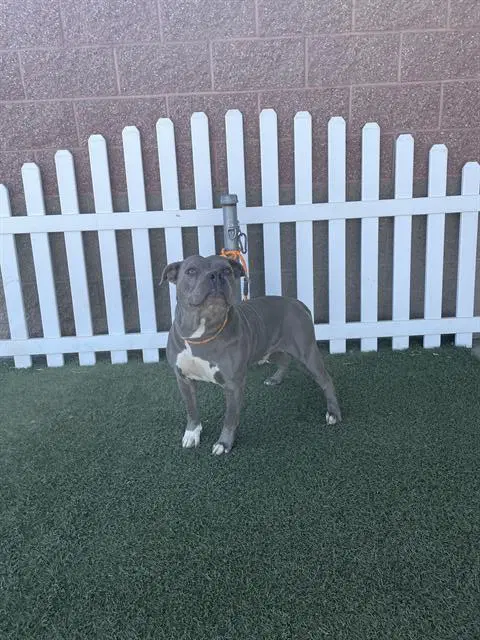 Unknown - Pit Bull Terrier