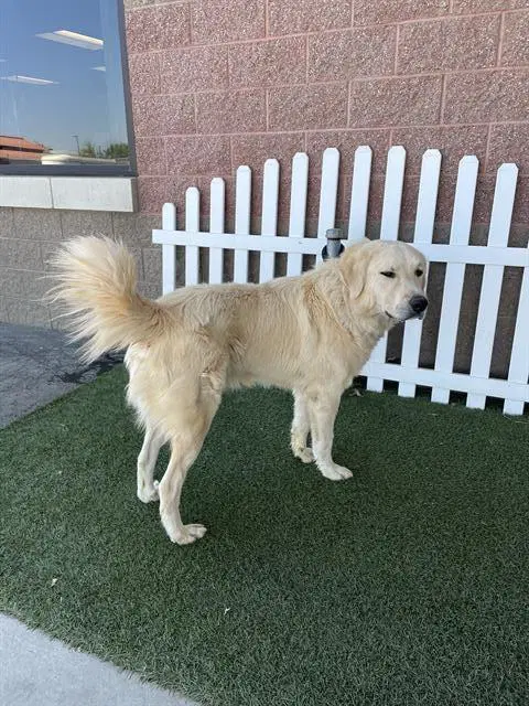 Unknown - Great Pyrenees
