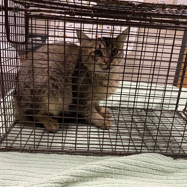 Unknown - Domestic Medium Hair