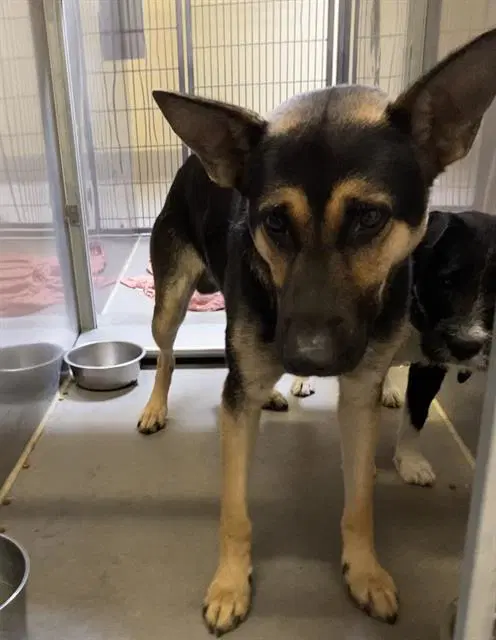 Bubba - German Shepherd Dog