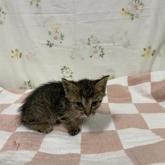 Athena - Domestic Medium Hair
