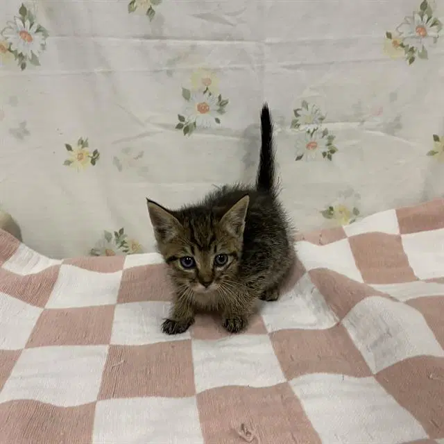 Annabeth - Domestic Medium Hair