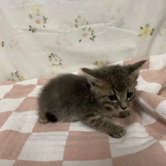 Percy - Domestic Medium Hair