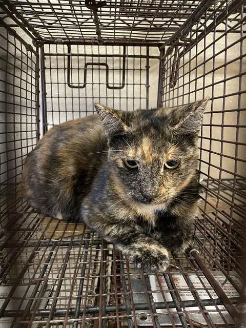 Unknown - Domestic Short Hair