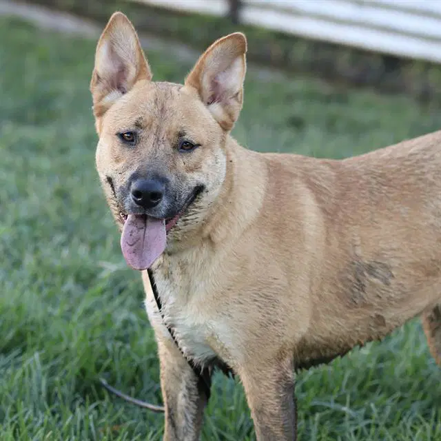 Canela - German Shepherd Dog