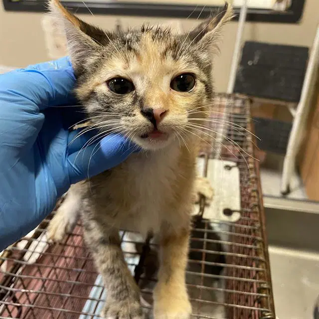 Unknown - Domestic Medium Hair