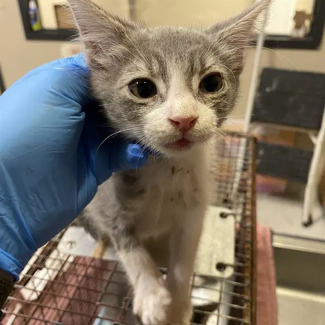 Unknown - Domestic Medium Hair