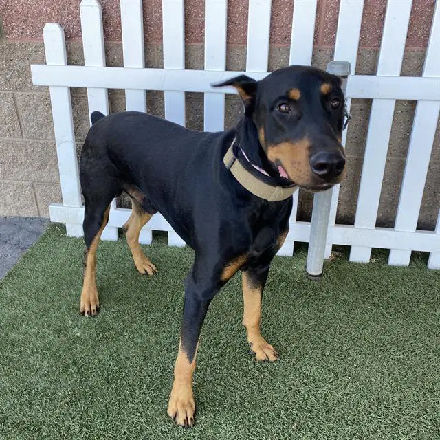 Trevor - Doberman Pinscher