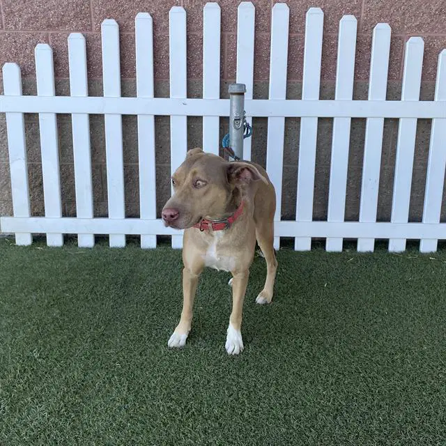 Luna - Catahoula Leopard Dog