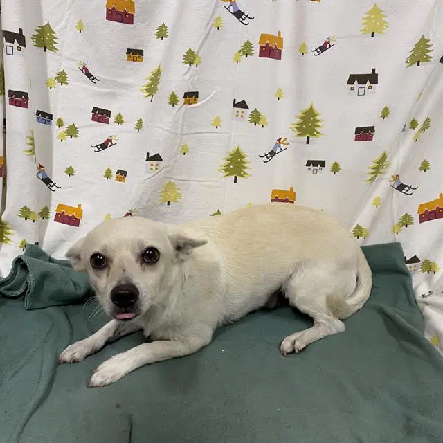 Booch - Chihuahua