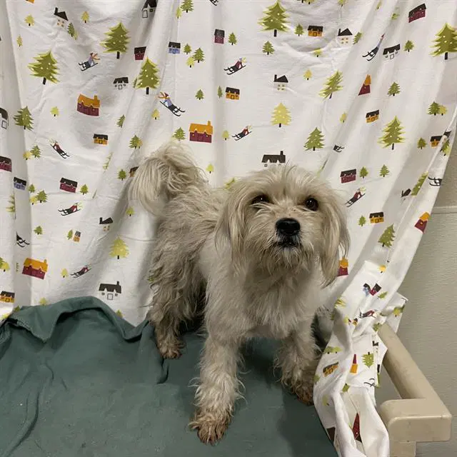 Unknown - Poodle (Toy)